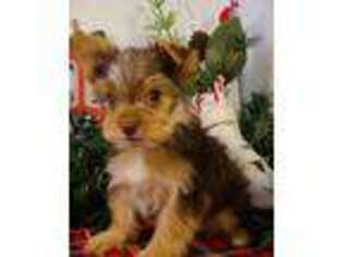 Yorkshire Terrier Puppy for sale in Avon, SD, USA