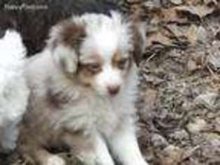 Miniature Australian Shepherd Puppy for sale in Mexico, MO, USA