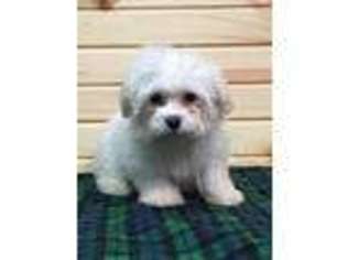 Maltese Puppy for sale in Knoxville, IA, USA