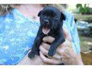 Staffordshire Bull Terrier Puppy for sale in Vivian, LA, USA