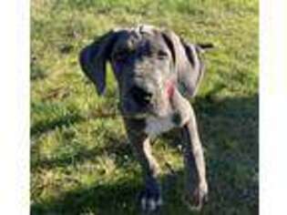 Great Dane Puppy for sale in Portland, OR, USA