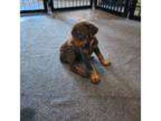 Doberman Pinscher Puppy for sale in Columbia City, IN, USA