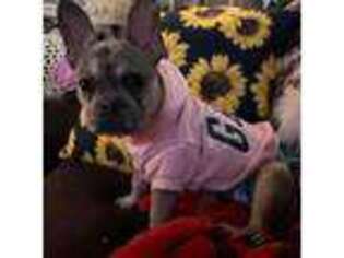 French Bulldog Puppy for sale in Thompsonville, IL, USA