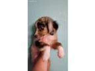 Miniature Australian Shepherd Puppy for sale in Pauls Valley, OK, USA