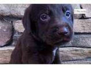 Labrador Retriever Puppy for sale in Unknown, , USA