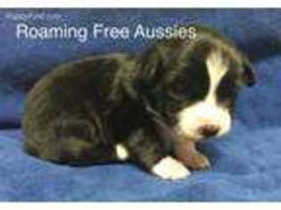 Miniature Australian Shepherd Puppy for sale in Fisher, MN, USA