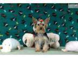 Yorkshire Terrier Puppy for sale in Winston Salem, NC, USA