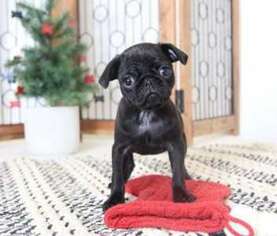 Pug Puppy for sale in PEARL RIVER, NY, USA