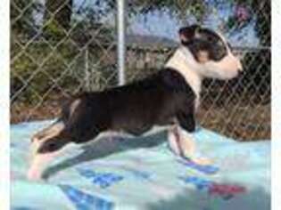Bull Terrier Puppy for sale in Dothan, AL, USA
