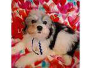 Lowchen Puppy for sale in Waynesville, OH, USA