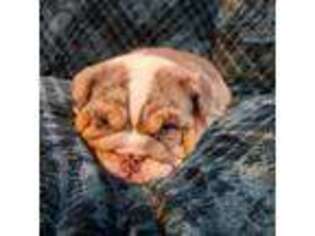 Bulldog Puppy for sale in Strafford, MO, USA