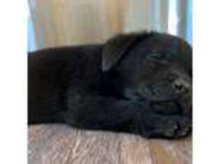 Labrador Retriever Puppy for sale in Greycliff, MT, USA