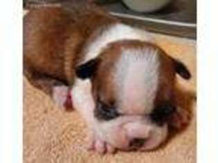 Boston Terrier Puppy for sale in Danville, IL, USA