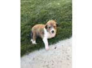 Collie Puppy for sale in Bakersfield, CA, USA