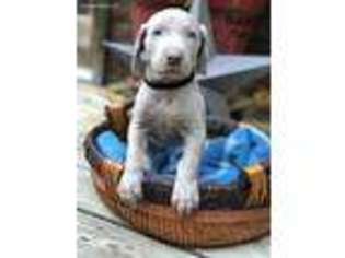 Weimaraner Puppy for sale in Sevierville, TN, USA
