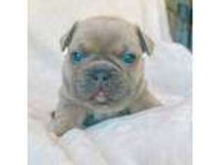 French Bulldog Puppy for sale in Redlands, CA, USA