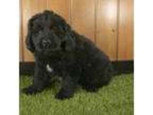 Newfoundland Puppy for sale in Dundee, OH, USA