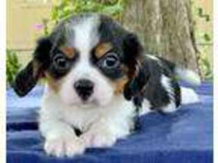 Cavalier King Charles Spaniel Puppy for sale in Point, TX, USA