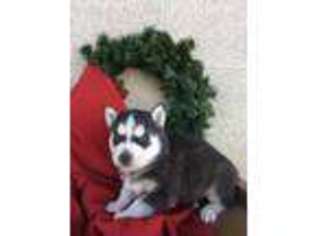Siberian Husky Puppy for sale in Fredericksburg, OH, USA