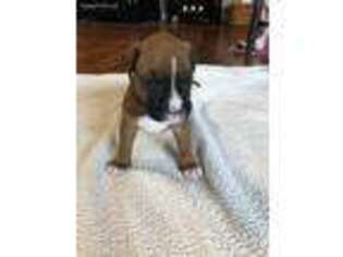 Boxer Puppy for sale in Pleasant Hill, IL, USA