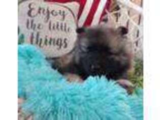 Keeshond Puppy for sale in Montgomery, IN, USA