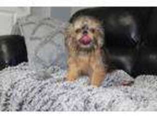Brussels Griffon Puppy for sale in Bristol, WI, USA