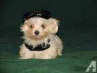 Maltese Puppy for sale in PORTLAND, OR, USA