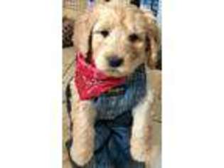 Labradoodle Puppy for sale in Garden City, UT, USA