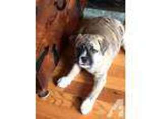 Mutt Puppy for sale in PITTSBURGH, PA, USA