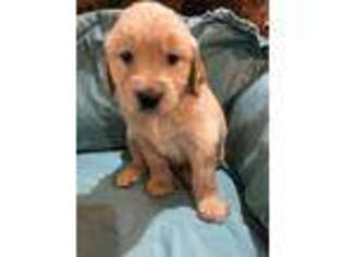Golden Retriever Puppy for sale in Tyler, TX, USA