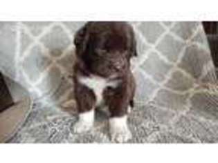 Newfoundland Puppy for sale in Bridgeport, NY, USA