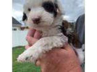Portuguese Water Dog Puppy for sale in Saratoga Springs, UT, USA