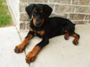 Doberman Pinscher Puppy for sale in Brooklyn, NY, USA