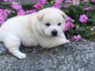 Shiba Inu Puppy for sale in Paxton, IL, USA