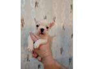 French Bulldog Puppy for sale in Bullhead City, AZ, USA