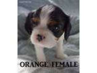Cavalier King Charles Spaniel Puppy for sale in Anderson, IN, USA