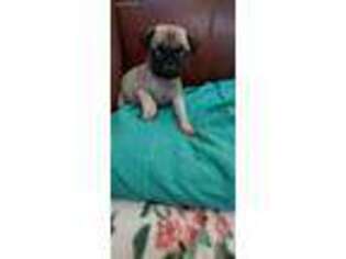 Pug Puppy for sale in New London, IA, USA