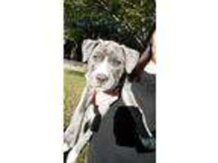 Mutt Puppy for sale in Port Deposit, MD, USA