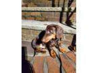 Dachshund Puppy for sale in Brooklyn, NY, USA
