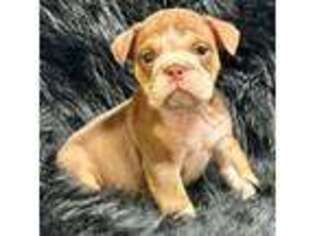 Bulldog Puppy for sale in Pleasant Hope, MO, USA