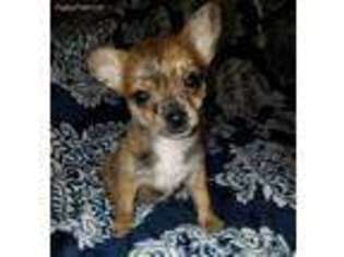 Chiweenie Puppy for sale in Opdyke, IL, USA