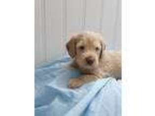 Labradoodle Puppy for sale in Rochester, NY, USA