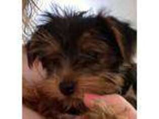 Yorkshire Terrier Puppy for sale in Siloam Springs, AR, USA