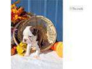 Boston Terrier Puppy for sale in Battle Creek, MI, USA