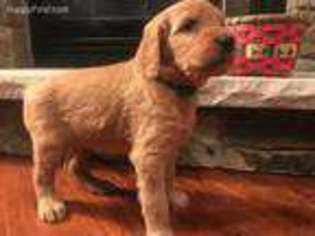Goldendoodle Puppy for sale in Elwood, IL, USA
