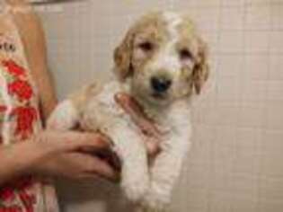 Goldendoodle Puppy for sale in Hickory, NC, USA