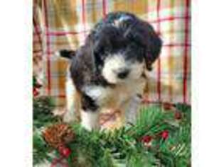 Newfoundland Puppy for sale in Aubrey, TX, USA