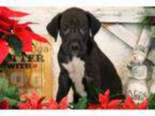 Great Dane Puppy for sale in Lancaster, PA, USA