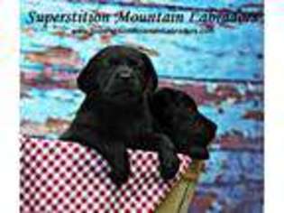 Labrador Retriever Puppy for sale in Apache Junction, AZ, USA