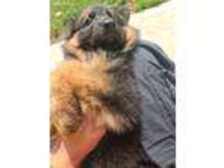 German Shepherd Dog Puppy for sale in Burnsville, MN, USA